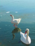 ecotourism Greece kids swans